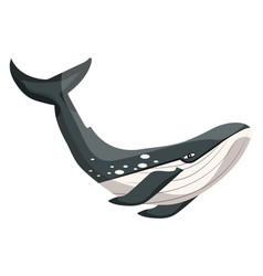 Killer Whale On A White Background