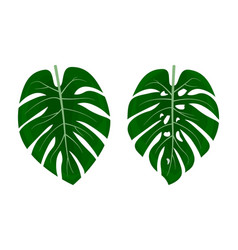 Monstera Plant Leaves