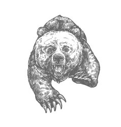 Bear Sketch Vector Images (over 8,200)