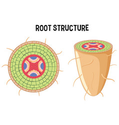 Internal Structure Of Root Diagram