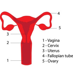 Uterus