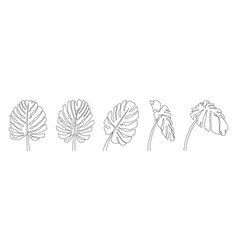 Monstera Leaves Set Drawn With One Line