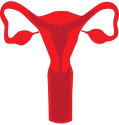 Uterus