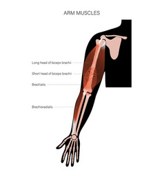 Muscular System Arms