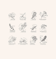 Hand Drawing Linear Set Of Botanical Icons