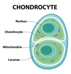 Informative Poster Chondrocyte