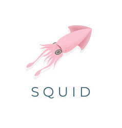 A Beautiful Cute Squid Image