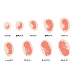 Human Fetus Development Pregnancy