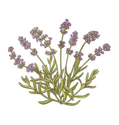 Lavender Plant Colored Detailed