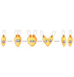 Asexual Reproduction Fragmentation Diagram