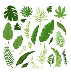 Set Of Various Tropical Leaves Collection