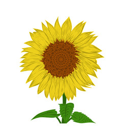 A Sunflower Design Perfect For Poster Website