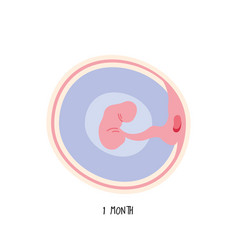 Embryo Development First Month