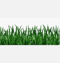 Realistic Green Grass On Transparent Background