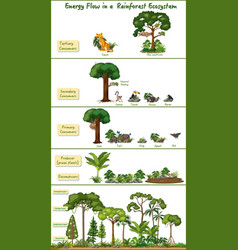 Energy Flow In A Rainforest Ecosystem Diagram