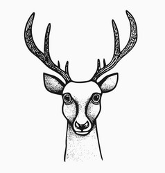 Deer Head Drawing Vintage Sketch