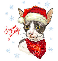 Funny Christmas Cornish Rex Cat In Hat