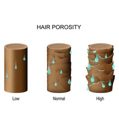 Hair Porosity Part Of With Water Drops