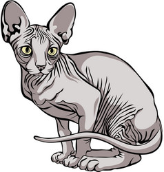 Sphynx Cat Portrait