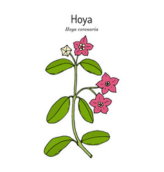 Hoya Coronaria Medicinal Plant