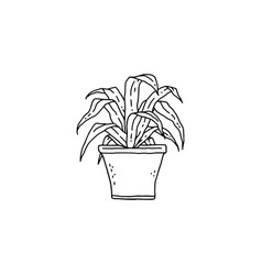 Dracaena Houseplant Indoor Potted Plant