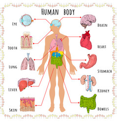 Human Body Medical Demographic