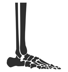 Human Leg Bones Feet Anatomy Side View