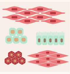 Human cell type set Royalty Free Vector Image - VectorStock