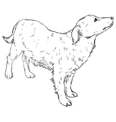 Sketch Dog