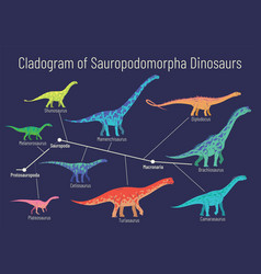 Cladogram Sauropodomorpha Dinosaurs Colorful