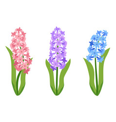 Hyacinth Flowers Set Of Pink Purple And Blue