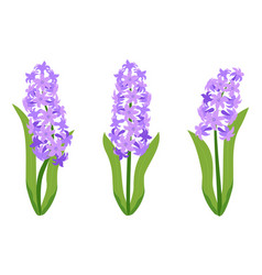 Hyacinth Flowers Set Purple