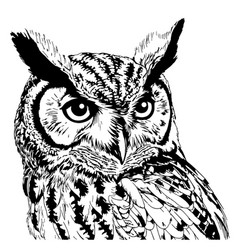 Owl Face Wild Bird Hand Drawn Sketch Predator