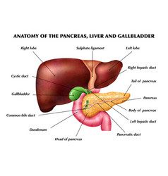 Anatomy Pancreas Liver Infographics