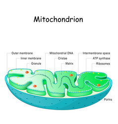 Mitochondrion Anatomy