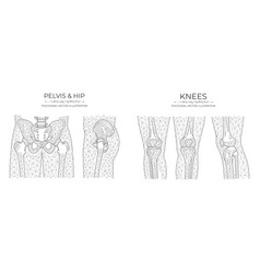 Polygonal Pelvis And Knees Anatomical Model