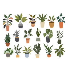 Set Of Different Indoor Potted House Plants