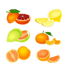 Fresh Citrus Fruits Set Grapefruit Sweet Orange