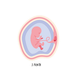 Embryo Development Third Month