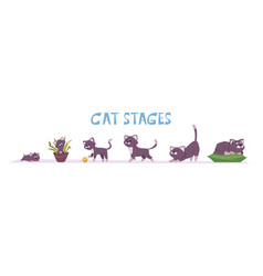 Cat Growth Stages Small Domestic Animal Playful