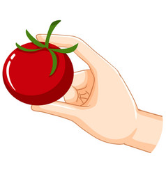 Hand Holding Tomato Isolated