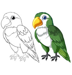 A Parrot Outlined And Colored