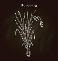 Palmarosa Cymbopogon Martinii Medicinal Plant