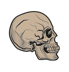 Human Skull In Halftone Style