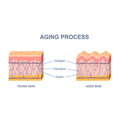 Skin Aging Process