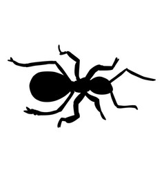 Black Ant Close Up Silhouette