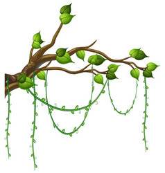 Tree Branch With Liana Isolated