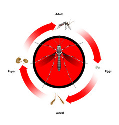 Mosquito Life Cycle