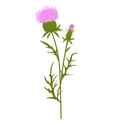 Thistle