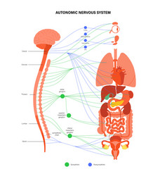 Autonomic Nervous System